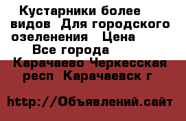 Кустарники более 100 видов. Для городского озеленения › Цена ­ 70 - Все города  »    . Карачаево-Черкесская респ.,Карачаевск г.